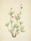 North American Wild Flowers 1925 - Globe Anemone Art Print