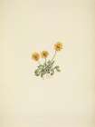North American Wild Flowers 1925 - Golden Fleabane Art Print