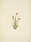 North American Wild Flowers 1925 - Golden Sedge Art Print