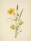 North American Wild Flowers 1925 - Goldenbowl Mariposa Art Print