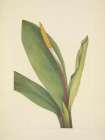 North American Wild Flowers 1925 - Goldenclub Art Print