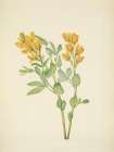 North American Wild Flowers 1925 - Goldenpea Art Print