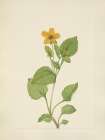 North American Wild Flowers 1925 - Goldenstar Art Print