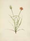 North American Wild Flowers 1925 - Grassleaf Agoseris Art Print