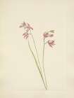 North American Wild Flowers 1925 - Grass-pink Orchid Art Print