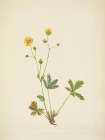 North American Wild Flowers 1925 - Grayleaf Fivefinger Art Print