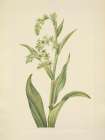 North American Wild Flowers 1925 - Green Bearcabbage Art Print