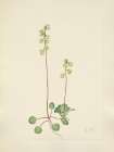 North American Wild Flowers 1925 - Green Pyrola Art Print