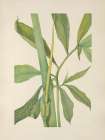 North American Wild Flowers 1925 - Greendragon Art Print