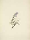 North American Wild Flowers 1925 - Grey Phacelia Art Print