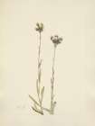 North American Wild Flowers 1925 - Grey Pussytoes Art Print