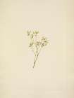 North American Wild Flowers 1925 - Grouse Whortleberry flower Art Print