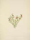 North American Wild Flowers 1925 - Grouse Whortleberry fruit Art Print