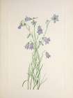 North American Wild Flowers 1925 - Harebell Art Print