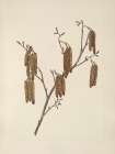 North American Wild Flowers 1925 - Hazel Alder Art Print