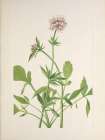 North American Wild Flowers 1925 - Heliotrope Valerian Art Print