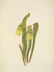 North American Wild Flowers 1925 - Hooded Pitcherplant