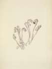 North American Wild Flowers 1925 - Indianpipe Art Print