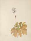 North American Wild Flowers 1925 - Ivory Baneberry Art Print