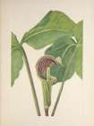 North American Wild Flowers 1925 - Jack-in-the-pulpit Art Print