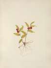 North American Wild Flowers 1925 - Kruhsea fruit Art Print