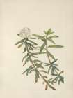 North American Wild Flowers 1925 - Labrador-tea Art Print