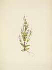 North American Wild Flowers 1925 - Ladder Gentian Art Print