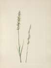 North American Wild Flowers 1925 - Ladies Tresses Art Print