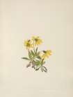 North American Wild Flowers 1925 - Lake Louise Arnica Art Print