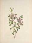 North American Wild Flowers 1925 - Lambkill Art Print