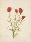 North American Wild Flowers 1925 - Lanceleaf Paintbrush Art Print