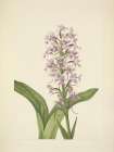 North American Wild Flowers 1925 - Large Purple-fringe Orchid Art Print