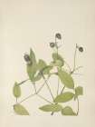 North American Wild Flowers 1925 - Leatherflower Art Print
