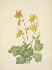 North American Wild Flowers 1925 - Lemon Columbine Art Print