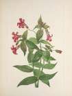 North American Wild Flowers 1925 - Lewis Monkeyflower Art Print