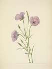North American Wild Flowers 1925 - Lilac Mariposa Art Print
