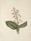 North American Wild Flowers 1925 - Lily Twayblade Art Print