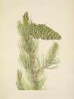 North American Wild Flowers 1925 - Limber Pine Art Print