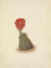 North American Wild Flowers 1925 - Lloyds Strawberry-cactus Art Print
