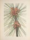 North American Wild Flowers 1925 - Loblolly Pine Art Print