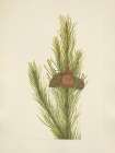 North American Wild Flowers 1925 - Lodgepole Pine Art Print