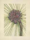 North American Wild Flowers 1925 - Longleaf Pine Art Print