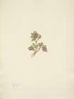 North American Wild Flowers 1925 - Low Whortleberry Art Print