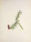 North American Wild Flowers 1925 - Lyall Larch Art Print