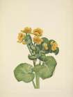 North American Wild Flowers 1925 - Marshmarigold Art Print