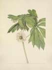 North American Wild Flowers 1925 - Mayapple Art Print