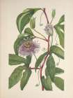 North American Wild Flowers 1925 - Maypop Art Print