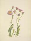 North American Wild Flowers 1925 - Meadow Fleabane Art Print