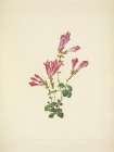North American Wild Flowers 1925 - Menzies Pentstemon Art Print