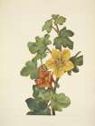 North American Wild Flowers 1925 - Mexican Fremontia Art Print